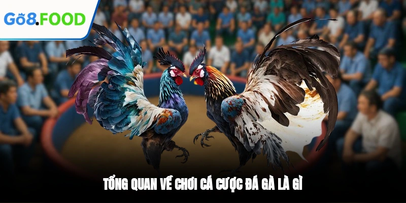 Tổng quan về chơi cá cược đá gà là gì