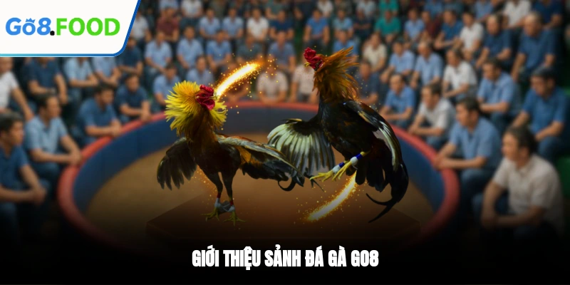 Giới thiệu sảnh Đá gà GO8